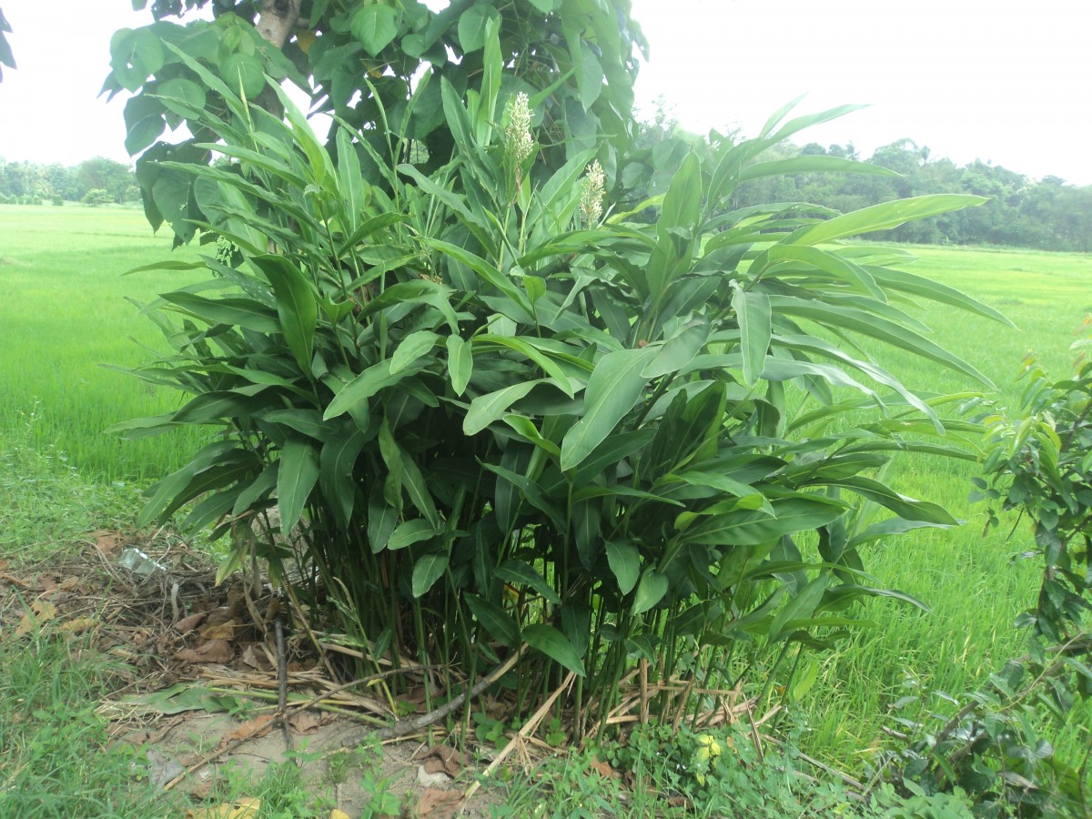 Alpinia galanga (L.) Willd.